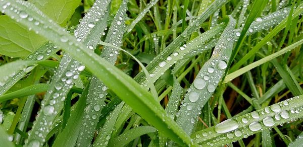 Close-up of wet plant leaves during rainy season