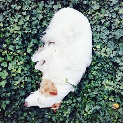 High angle view of dog relaxing outdoors