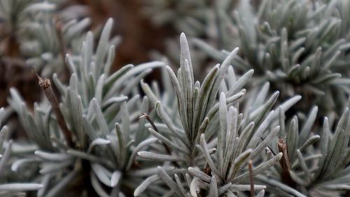 Close-up of pine tree during winter