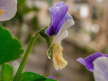 Close-up of purple iris