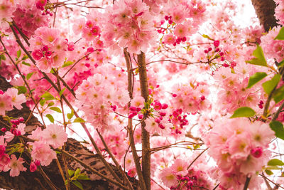 Low angle view of pink flowers blooming on tree