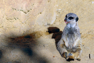 Full length of meerkat sitting on sand