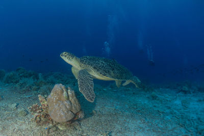 Hawksbill sea