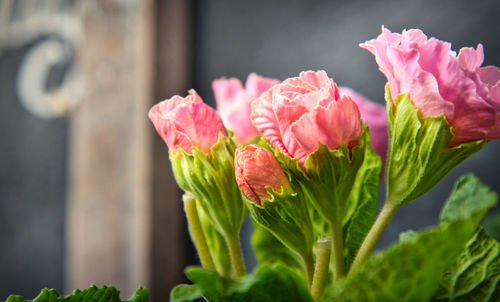 Close-up of pink flowering plant