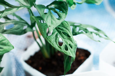 Monstera adansonii or swiss cheese plant green leaves gardening at home into recycled container.