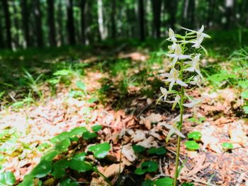 Close-up of plants growing in forest