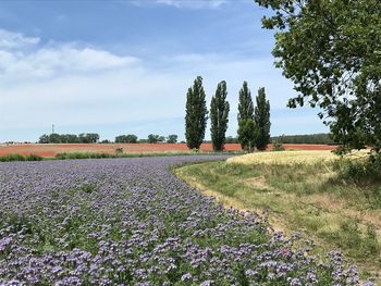 Scenic view of flowering plants on field against sky