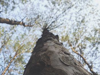 Low angle view of tree against sky