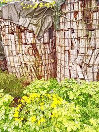 Ivy growing on a wall