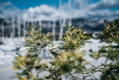 Close-up of frozen plants during winter