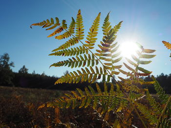 Plants growing on field against bright sun