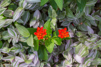 High angle view of red flowering plants