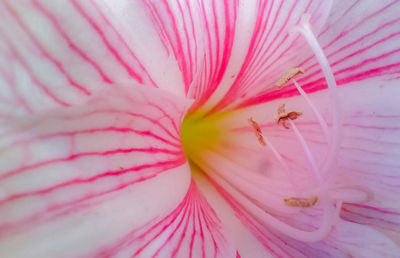 Close-up of insect on pink flower