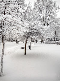 Bare trees on snow covered field