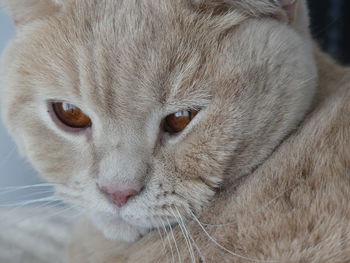 Close-up portrait of a cat