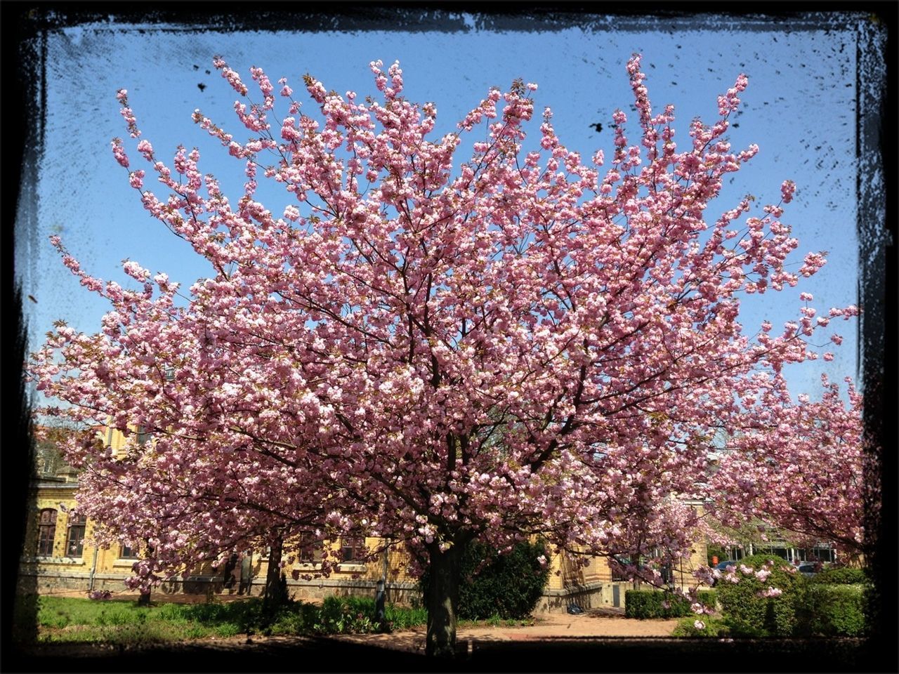 flower, tree, freshness, growth, branch, blossom, cherry blossom, beauty in nature, fragility, cherry tree, nature, transfer print, pink color, springtime, in bloom, fruit tree, auto post production filter, blooming, low angle view, day