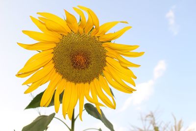 Low angle view of sunflower against sky