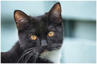 Close-up portrait of black cat