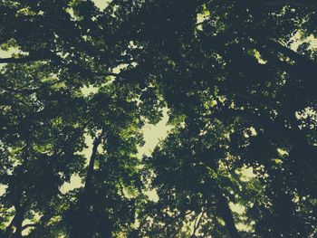 Low angle view of trees against sky