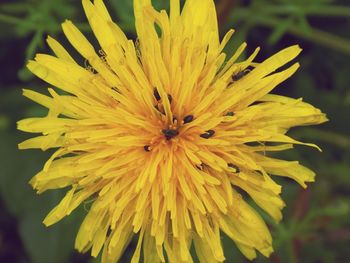 Close-up of yellow flower blooming outdoors