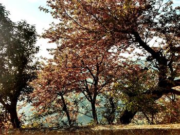 Low angle view of trees against sky during autumn