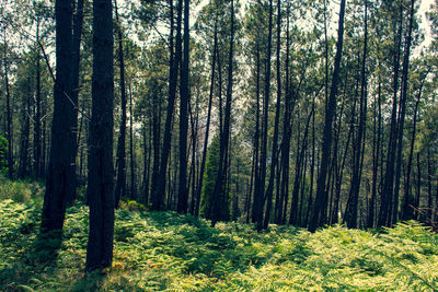 Trees growing in forest