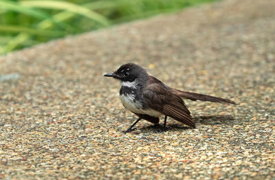 Close-up of a bird