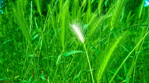 Close-up of grass in field