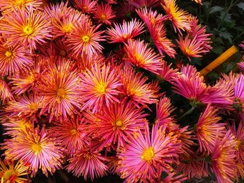 High angle view of pink flowering plants