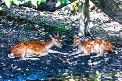 Deer in a forest