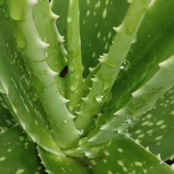 Close-up of wet succulent plant 