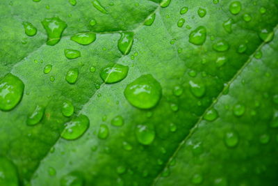 Close-up of raindrops on green leaves