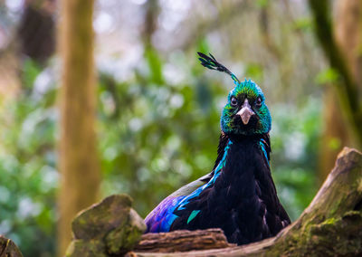 Close-up portrait of a peacock