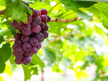 Close-up of grapes growing in vineyard