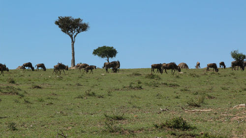 Herd of wildebeest on top of a hill at the beginning of the migration season