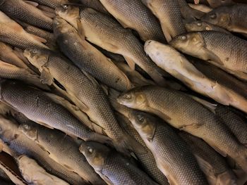 Full frame shot of fishes in market for sale