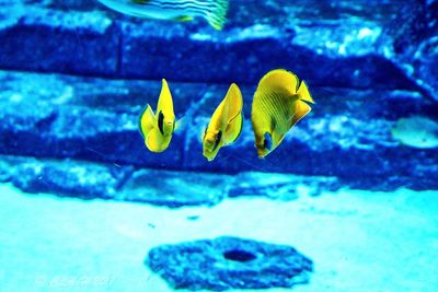 Close-up of yellow fish swimming in aquarium