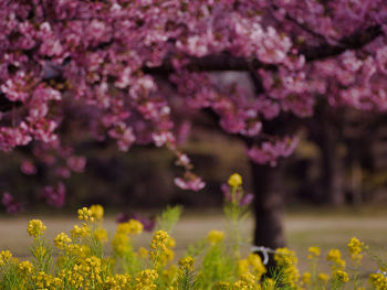 Close-up of pink flowers