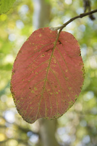 Close-up of red leaf against blurred background