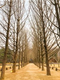 Footpath amidst bare trees in park