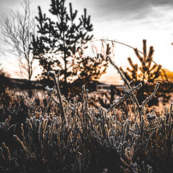 Close-up of plants on field at sunset
