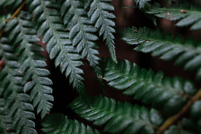 Close-up of succulent plant