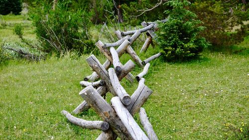 Wooden logs on field in forest