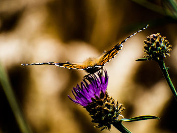 Close-up of butterfly pollinating on purple flower