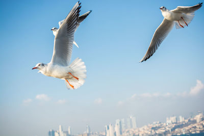 Low angle view of seagulls flying in sky