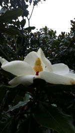 Close-up of white flowers