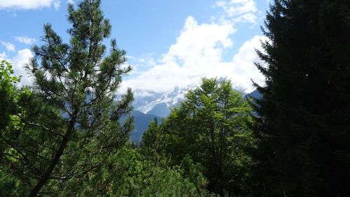 Low angle view of trees against sky