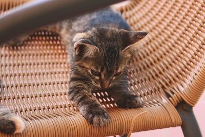 Cat relaxing in basket