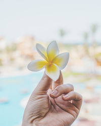 Close-up of hand holding frangipani