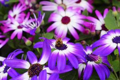 Close-up of bee pollinating flowers